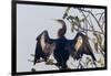 USA, Florida, Everglades NP. An anhinga in tree drying its feathers.-Wendy Kaveney-Framed Photographic Print