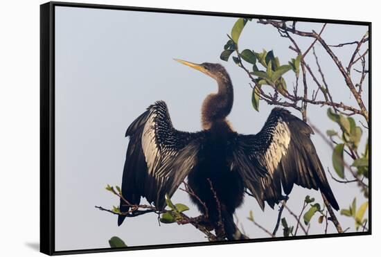 USA, Florida, Everglades NP. An anhinga in tree drying its feathers.-Wendy Kaveney-Framed Stretched Canvas