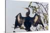 USA, Florida, Everglades NP. An anhinga in tree drying its feathers.-Wendy Kaveney-Stretched Canvas
