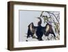 USA, Florida, Everglades NP. An anhinga in tree drying its feathers.-Wendy Kaveney-Framed Photographic Print