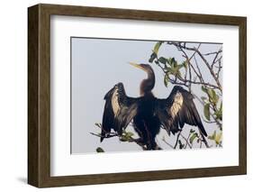 USA, Florida, Everglades NP. An anhinga in tree drying its feathers.-Wendy Kaveney-Framed Photographic Print