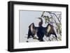 USA, Florida, Everglades NP. An anhinga in tree drying its feathers.-Wendy Kaveney-Framed Photographic Print