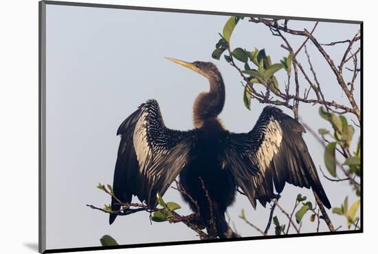 USA, Florida, Everglades NP. An anhinga in tree drying its feathers.-Wendy Kaveney-Mounted Photographic Print