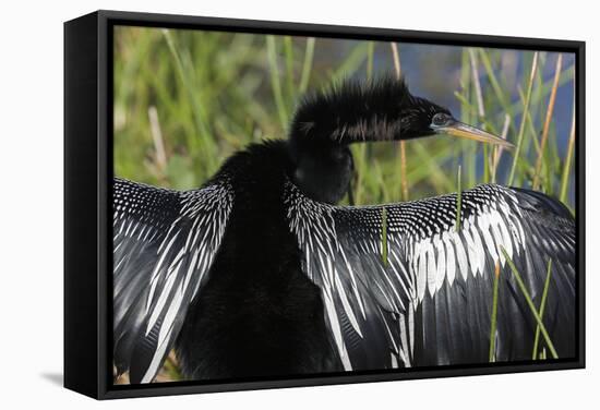 USA, Florida, Everglades NP. Anhinga with wings spread out to dry.-Wendy Kaveney-Framed Stretched Canvas