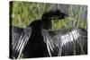 USA, Florida, Everglades NP. Anhinga with wings spread out to dry.-Wendy Kaveney-Stretched Canvas