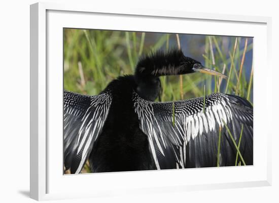 USA, Florida, Everglades NP. Anhinga with wings spread out to dry.-Wendy Kaveney-Framed Photographic Print