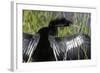 USA, Florida, Everglades NP. Anhinga with wings spread out to dry.-Wendy Kaveney-Framed Photographic Print