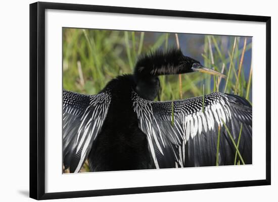 USA, Florida, Everglades NP. Anhinga with wings spread out to dry.-Wendy Kaveney-Framed Photographic Print