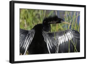 USA, Florida, Everglades NP. Anhinga with wings spread out to dry.-Wendy Kaveney-Framed Photographic Print