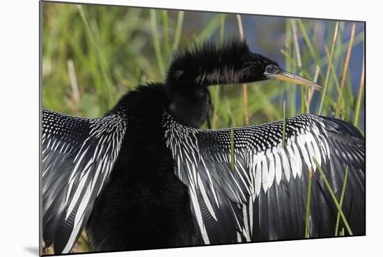 USA, Florida, Everglades NP. Anhinga with wings spread out to dry.-Wendy Kaveney-Mounted Photographic Print