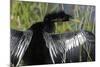 USA, Florida, Everglades NP. Anhinga with wings spread out to dry.-Wendy Kaveney-Mounted Photographic Print