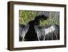 USA, Florida, Everglades NP. Anhinga with wings spread out to dry.-Wendy Kaveney-Framed Photographic Print