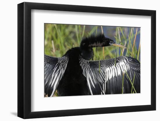 USA, Florida, Everglades NP. Anhinga with wings spread out to dry.-Wendy Kaveney-Framed Photographic Print