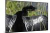 USA, Florida, Everglades NP. Anhinga with wings spread out to dry.-Wendy Kaveney-Mounted Photographic Print