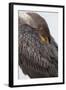 USA, Florida, Everglades NP. Double-crested cormorant.-Wendy Kaveney-Framed Photographic Print