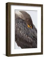 USA, Florida, Everglades NP. Double-crested cormorant.-Wendy Kaveney-Framed Photographic Print