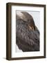 USA, Florida, Everglades NP. Double-crested cormorant.-Wendy Kaveney-Framed Photographic Print