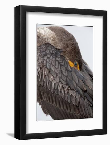 USA, Florida, Everglades NP. Double-crested cormorant.-Wendy Kaveney-Framed Photographic Print