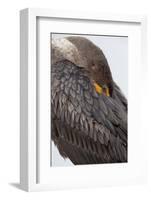 USA, Florida, Everglades NP. Double-crested cormorant.-Wendy Kaveney-Framed Photographic Print