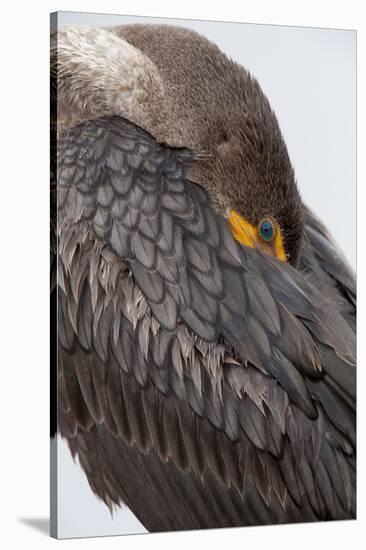 USA, Florida, Everglades NP. Double-crested cormorant.-Wendy Kaveney-Stretched Canvas