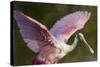 USA, Florida, Everglades NP. Roseate spoonbill with wings spread.-Wendy Kaveney-Stretched Canvas