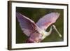 USA, Florida, Everglades NP. Roseate spoonbill with wings spread.-Wendy Kaveney-Framed Photographic Print