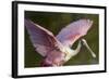 USA, Florida, Everglades NP. Roseate spoonbill with wings spread.-Wendy Kaveney-Framed Photographic Print