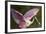 USA, Florida, Everglades NP. Roseate spoonbill with wings spread.-Wendy Kaveney-Framed Photographic Print