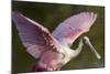 USA, Florida, Everglades NP. Roseate spoonbill with wings spread.-Wendy Kaveney-Mounted Photographic Print
