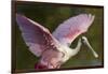 USA, Florida, Everglades NP. Roseate spoonbill with wings spread.-Wendy Kaveney-Framed Photographic Print