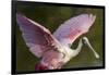 USA, Florida, Everglades NP. Roseate spoonbill with wings spread.-Wendy Kaveney-Framed Photographic Print