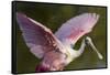 USA, Florida, Everglades NP. Roseate spoonbill with wings spread.-Wendy Kaveney-Framed Stretched Canvas