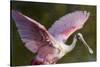 USA, Florida, Everglades NP. Roseate spoonbill with wings spread.-Wendy Kaveney-Stretched Canvas