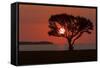 USA, Florida, Everglades NP, Tree silhouetted at sunrise.-Wendy Kaveney-Framed Stretched Canvas