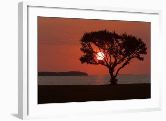 USA, Florida, Everglades NP, Tree silhouetted at sunrise.-Wendy Kaveney-Framed Photographic Print