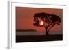USA, Florida, Everglades NP, Tree silhouetted at sunrise.-Wendy Kaveney-Framed Photographic Print