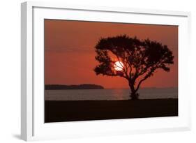 USA, Florida, Everglades NP, Tree silhouetted at sunrise.-Wendy Kaveney-Framed Photographic Print