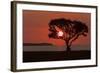 USA, Florida, Everglades NP, Tree silhouetted at sunrise.-Wendy Kaveney-Framed Photographic Print
