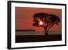 USA, Florida, Everglades NP, Tree silhouetted at sunrise.-Wendy Kaveney-Framed Photographic Print