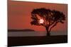 USA, Florida, Everglades NP, Tree silhouetted at sunrise.-Wendy Kaveney-Mounted Photographic Print
