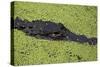 USA, Florida, Fakahatchee Strand Preserve State Park Alligator.-Connie Bransilver-Stretched Canvas