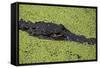 USA, Florida, Fakahatchee Strand Preserve State Park Alligator.-Connie Bransilver-Framed Stretched Canvas