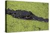 USA, Florida, Fakahatchee Strand Preserve State Park Alligator.-Connie Bransilver-Stretched Canvas