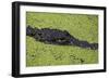 USA, Florida, Fakahatchee Strand Preserve State Park Alligator.-Connie Bransilver-Framed Photographic Print