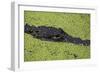 USA, Florida, Fakahatchee Strand Preserve State Park Alligator.-Connie Bransilver-Framed Photographic Print