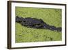 USA, Florida, Fakahatchee Strand Preserve State Park Alligator.-Connie Bransilver-Framed Photographic Print