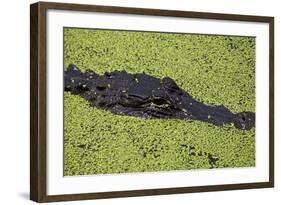 USA, Florida, Fakahatchee Strand Preserve State Park Alligator.-Connie Bransilver-Framed Photographic Print