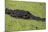 USA, Florida, Fakahatchee Strand Preserve State Park Alligator.-Connie Bransilver-Mounted Photographic Print