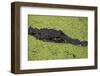 USA, Florida, Fakahatchee Strand Preserve State Park Alligator.-Connie Bransilver-Framed Photographic Print