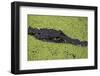 USA, Florida, Fakahatchee Strand Preserve State Park Alligator.-Connie Bransilver-Framed Photographic Print